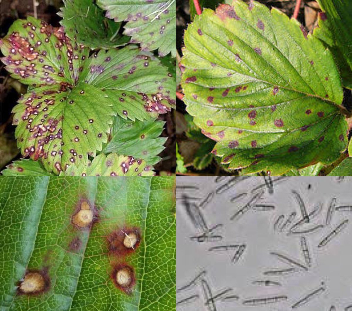 Представитель Семейства Mycosphaerellaceae